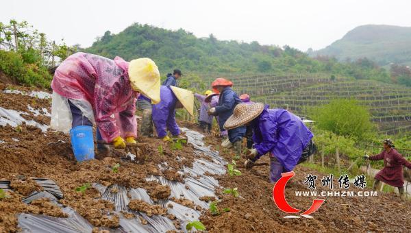 贺州市：让中草药种植成为致富“金药方”