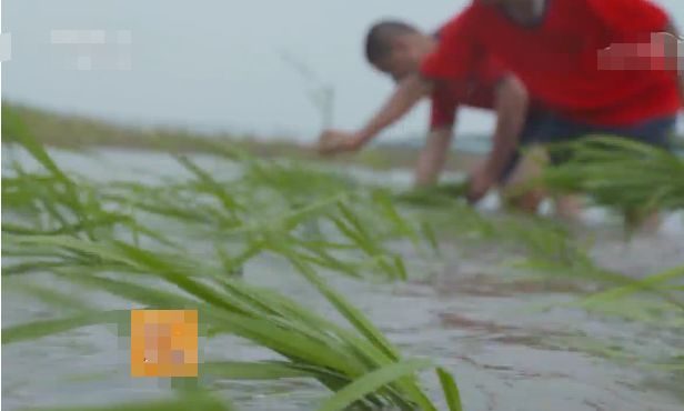 致富经小龙虾养殖_致富经农业养殖龙虾_致富经龙虾养殖视频稻田