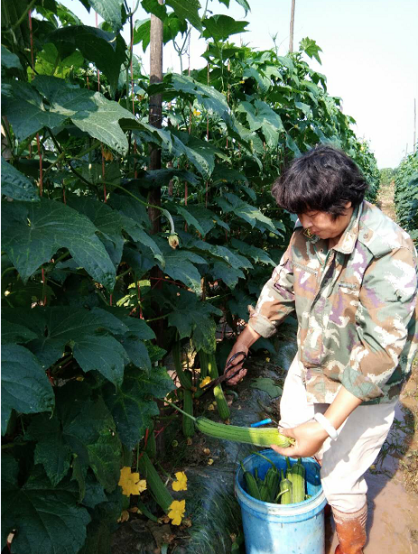 种丝瓜利润_种植丝瓜致富_致富经种丝瓜不卖丝瓜