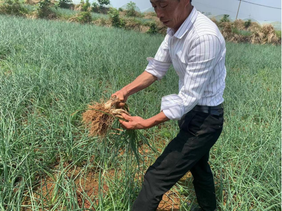 种植头致富_种植致富案例_种植致富带头人