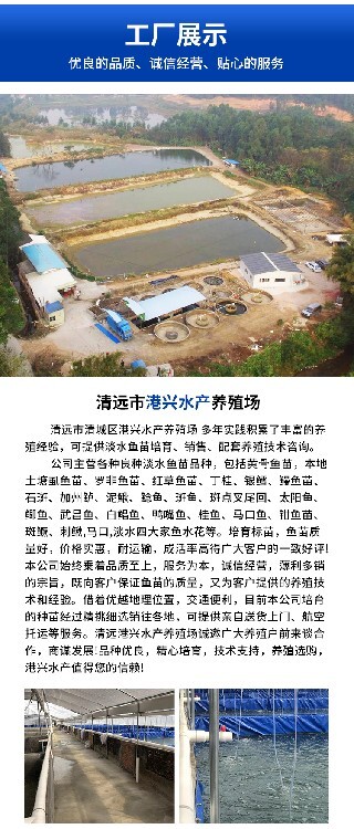 鮰鱼养殖技术视频_鲽鱼养殖视频_鳊鱼养殖视频教程