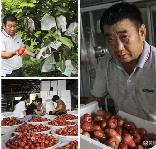 劳模村支书深耕蔬菜种植产业，带领畲族群众致富