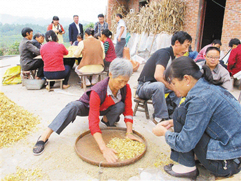 重庆种植加工百合 年纯利70多万