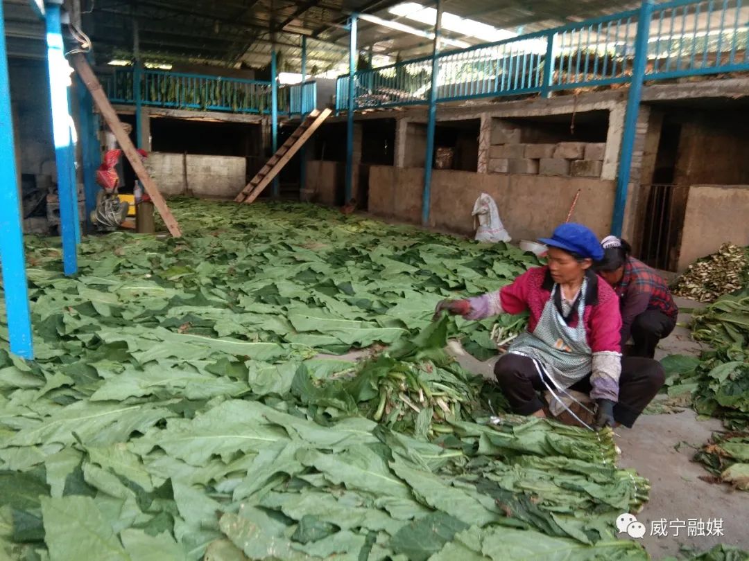 致富经培育人参果梨_南果梨为什么叫南果梨_如何在农村培育致富产业