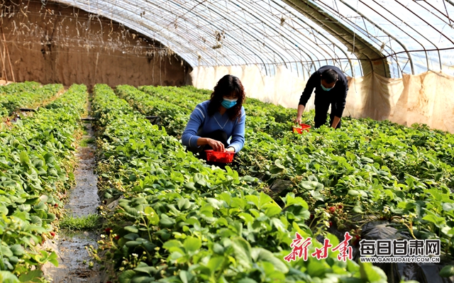 [抓好防控 复产复工]西峰区：鄢旗坳村种养循环巧“念”生态致富经