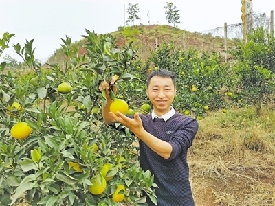 董欢：闯出柑橘种植一片天