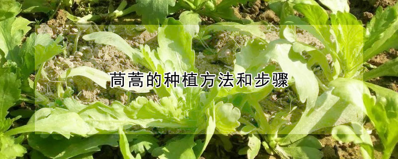 茼蒿种植时间和采摘方法