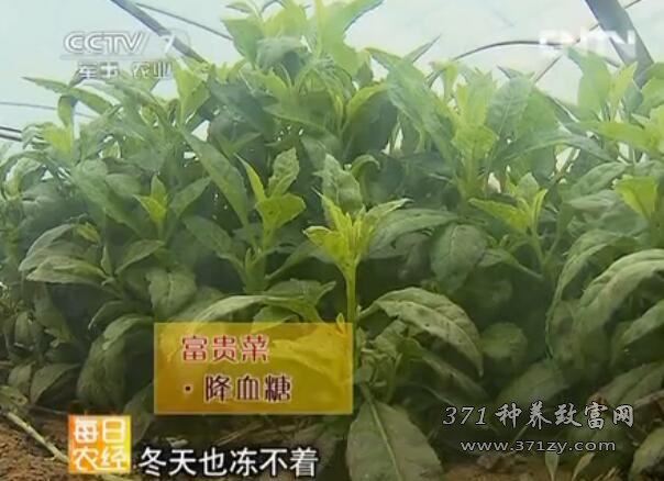 适合人工种植的野菜有哪些？野菜种植一亩挣多少钱