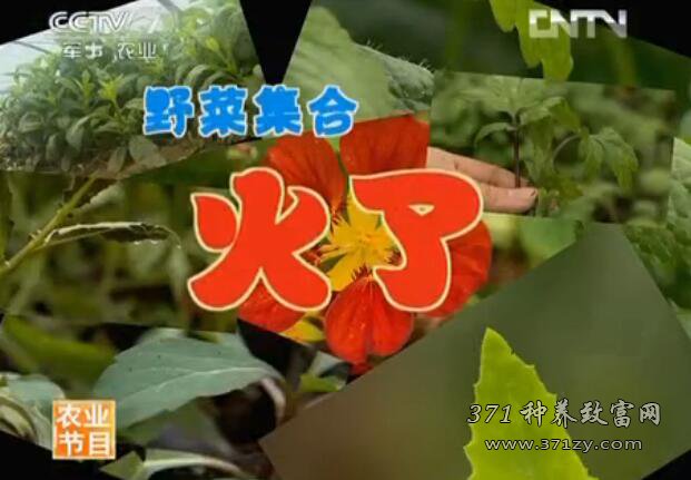 适合人工种植的野菜有哪些？野菜种植一亩挣多少钱