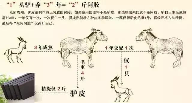 驴胶养殖技术视频教程_呵胶驴怎样养殖技术_驴胶什么价格多少钱一公斤