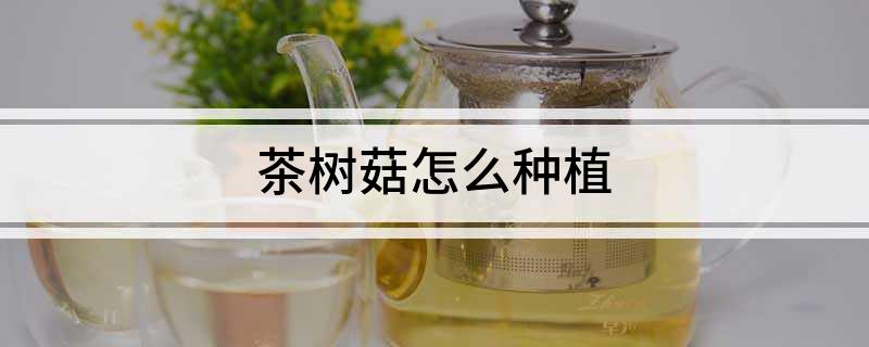 茶树菇怎么种植