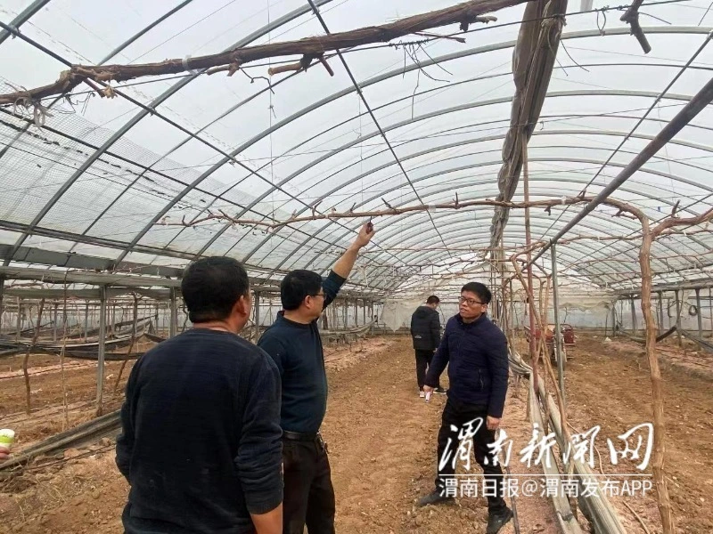 夏黑葡萄种植技术_种植葡萄夏黑技术要求_夏黑葡萄种植技术讲座