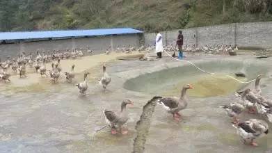 南充养殖致富项目_致富养殖南充项目招标_南充养殖业