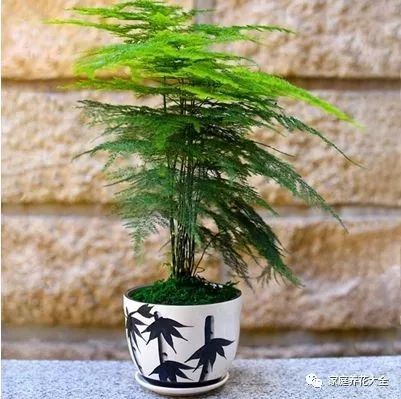 致富种植绿植有哪些_致富种植绿植_致富种植绿植图片