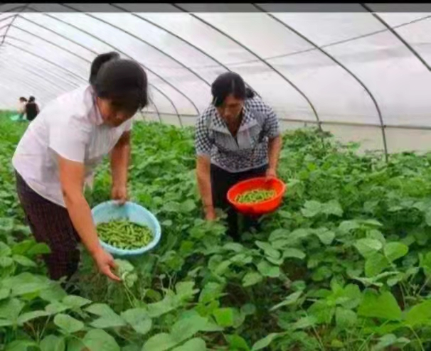 豆丹养殖前景_豆丹养殖利润_致富经豆丹养殖