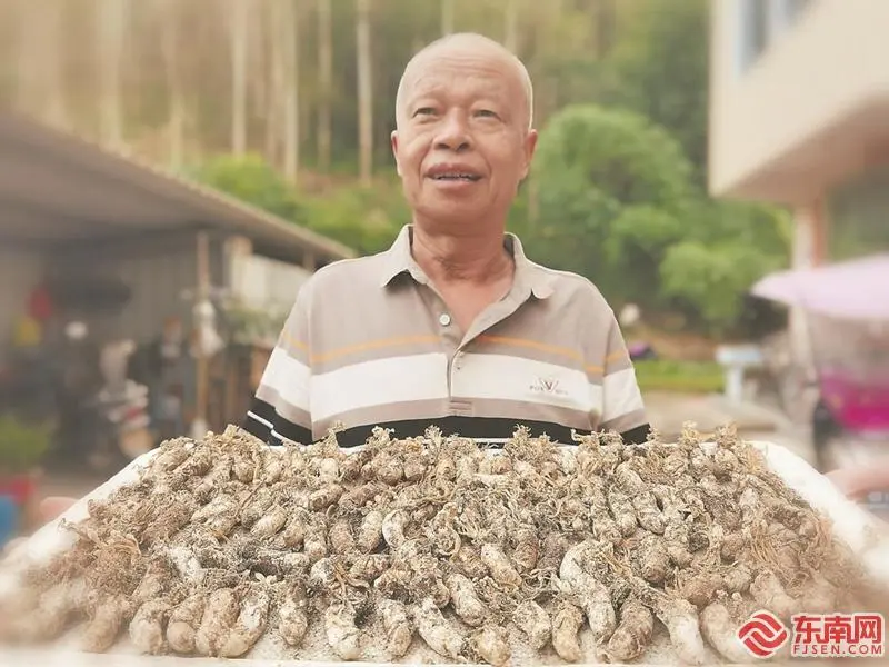 种植金蝉骗局_致富经种金蝉_种金蝉挣钱吗