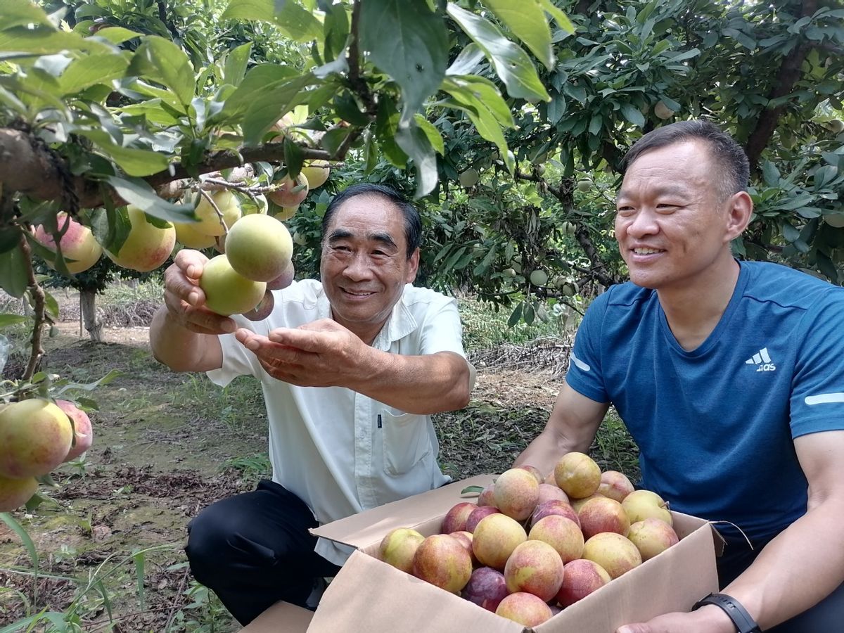 杞县苏木乡邹寨村：果树种植带动农民致富