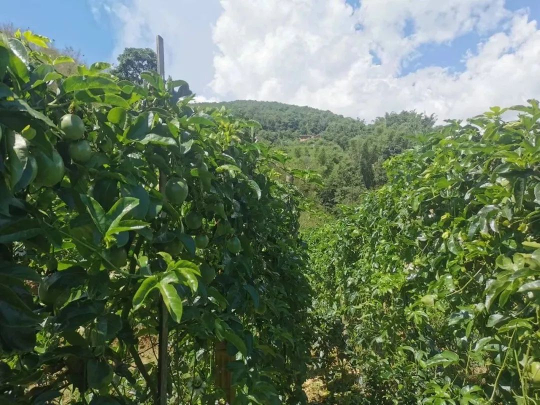 黄金果种植致富_致富种植果黄金多少一斤_黄金种植骗局