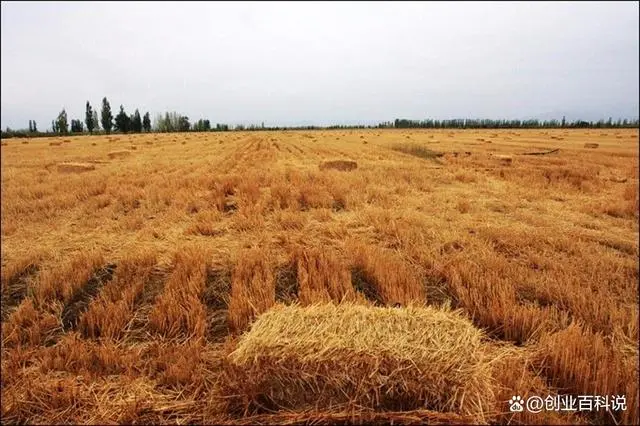 适合农村的小作坊加工，利润高，年底是旺季