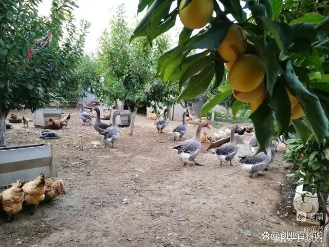 废弃秸秆种植致富_致富秸秆废弃种植怎么处理_废弃秸秆的利用