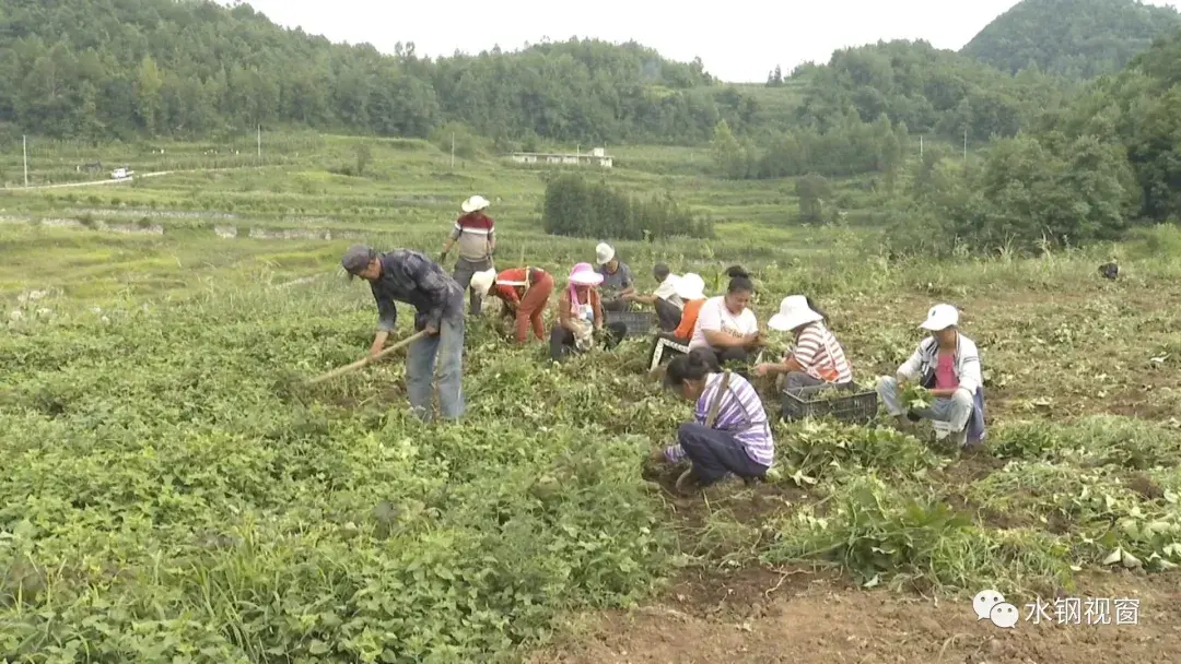 海螺村：200亩草莓育苗基地助力脱贫攻坚