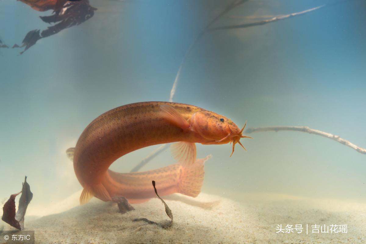 台湾泥鳅水花养殖(如何提高台湾泥鳅人工繁殖的出苗率) 养殖业 第2张