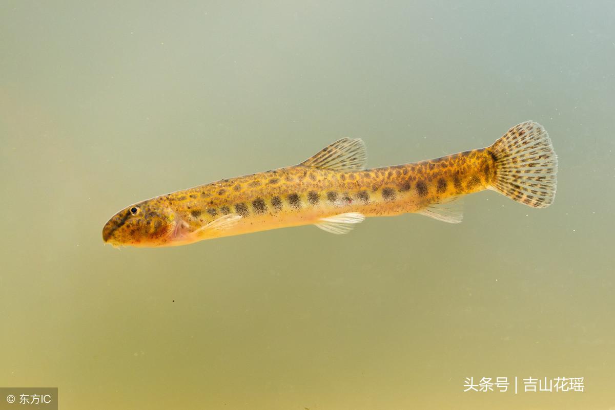 台湾泥鳅水花养殖(如何提高台湾泥鳅人工繁殖的出苗率) 养殖业 第3张