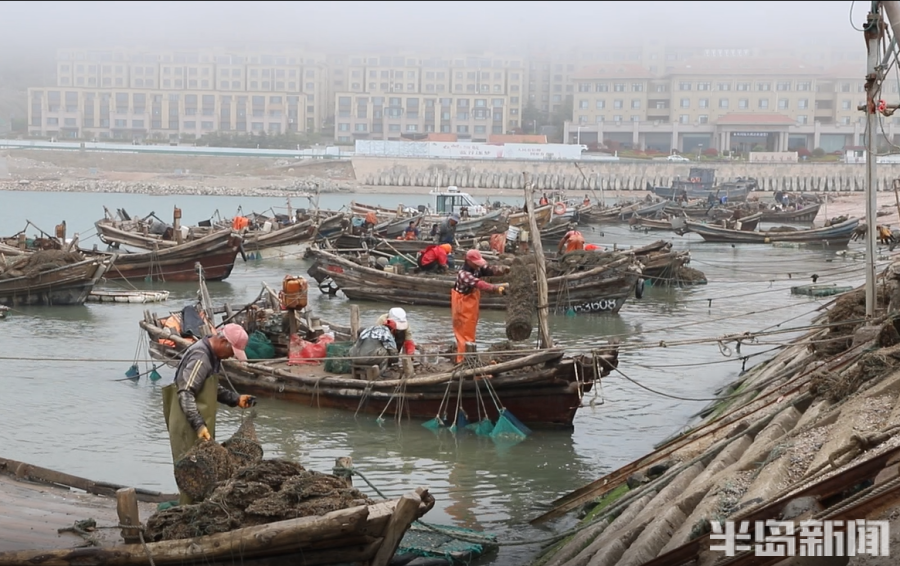 致富养殖海螺怎么样_养海螺挣钱吗_海螺养殖致富