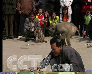 致富经猴子养殖_致富猴子养殖方法_猴子养殖前景