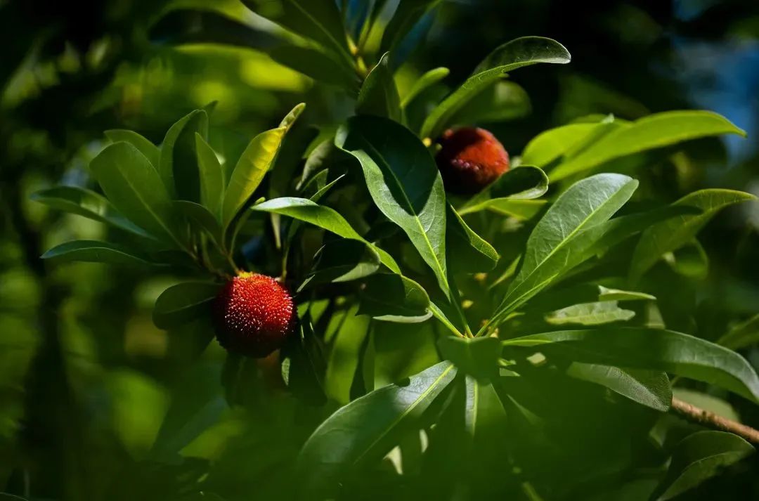 致富种植杨梅视频_种植杨梅赚钱吗_致富经种植杨梅