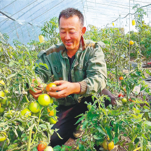 农业种植致富项目草莓种植_种植致富农业草莓项目介绍_种植致富农业草莓项目有哪些