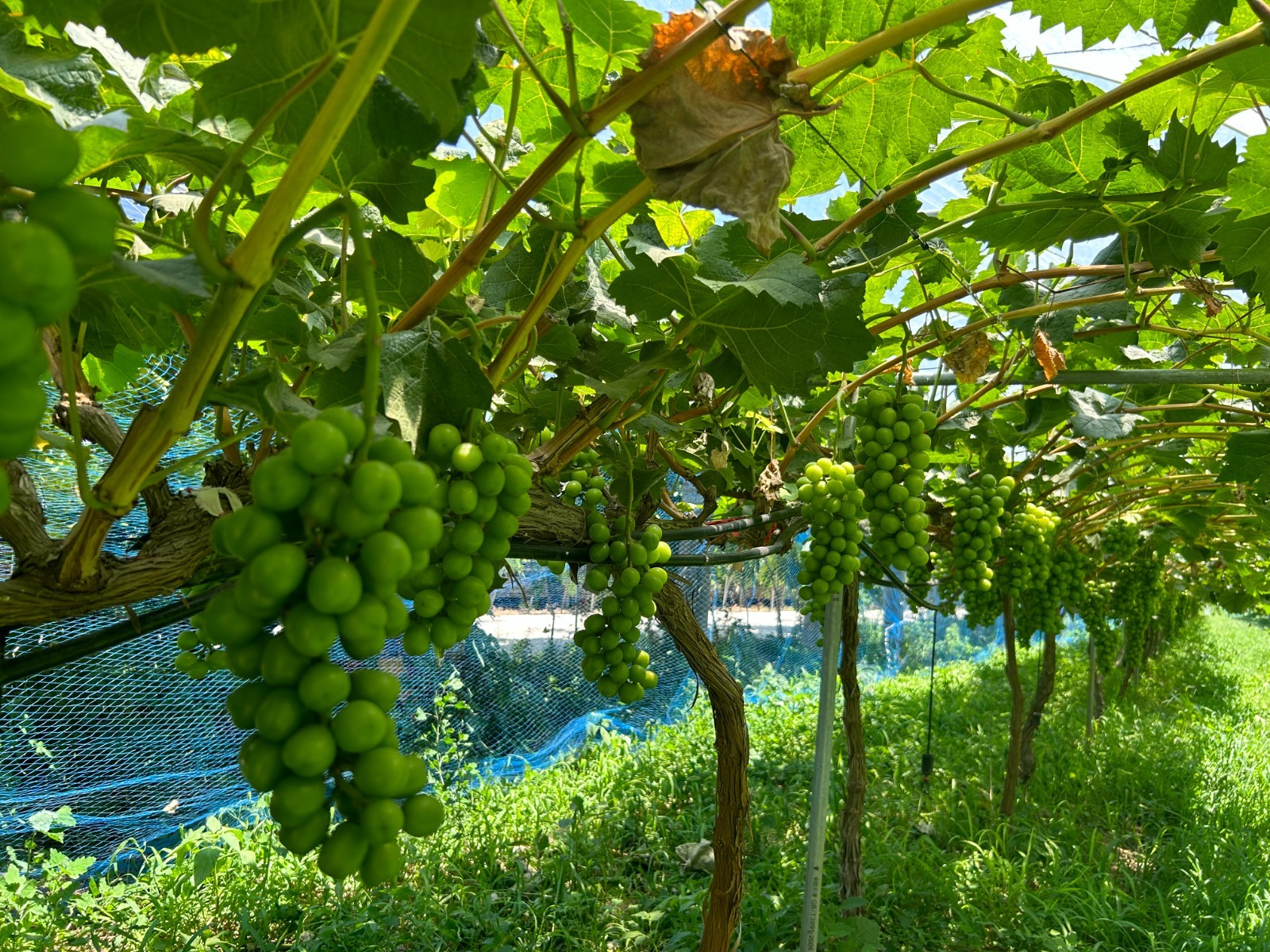 致富种植濮阳行业怎么样_濮阳种植致富行业_致富种植濮阳行业有哪些