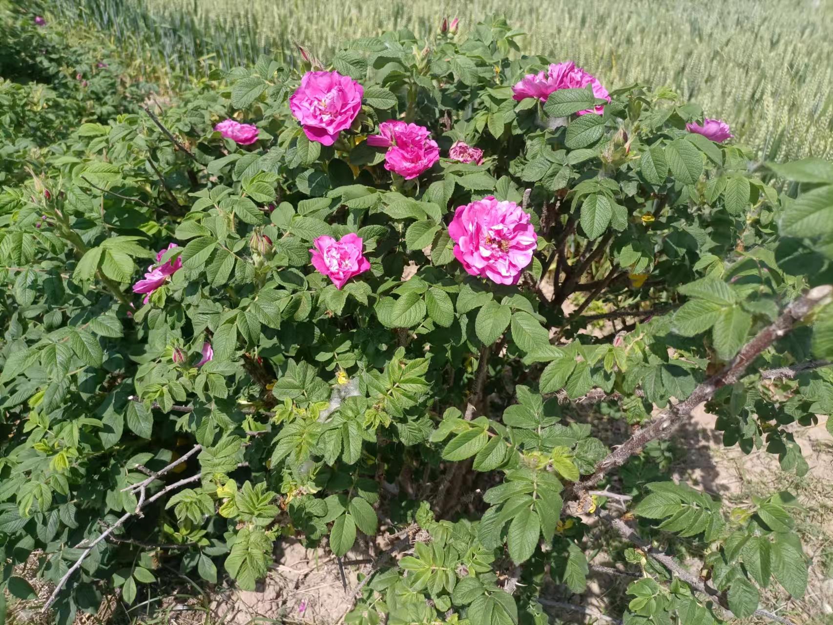 濮阳种植致富行业_濮阳种植什么最赚钱农村_致富种植濮阳行业怎么样