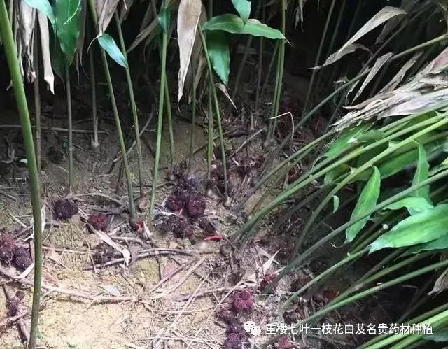 致富种植杨梅怎么样_致富经种植杨梅_致富种植杨梅视频