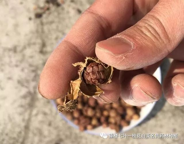 致富种植杨梅视频_致富经种植杨梅_致富种植杨梅怎么样