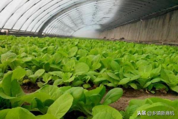 种植草莓园赚钱吗_草莓种植投资与效益_农业种植致富项目草莓种植