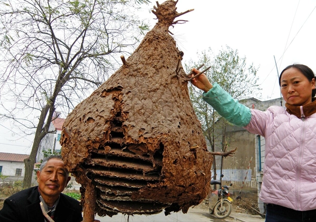 致富养殖黄蜂图片_黄蜂养殖致富_致富养殖黄蜂怎么样