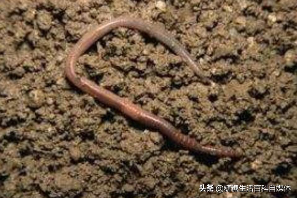 养殖蚯蚓技术书籍推荐_蚯蚓养殖技术好_养殖蚯蚓好技术有哪些