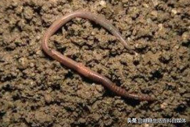 蚯蚓养殖技术好_养殖蚯蚓技术书籍推荐_养殖蚯蚓好技术有哪些