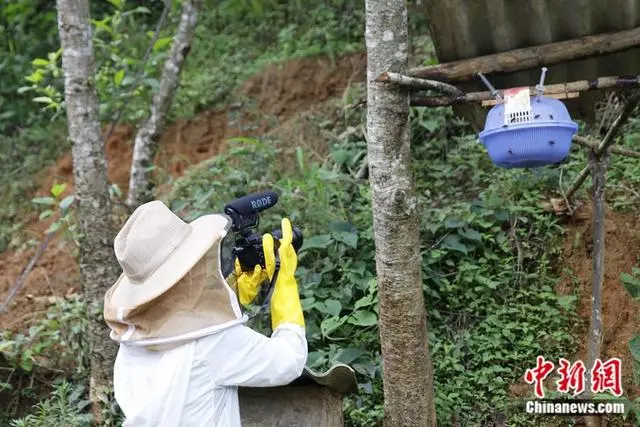 昆虫药材养殖_药用昆虫养殖致富_昆虫致富养殖药用配方大全