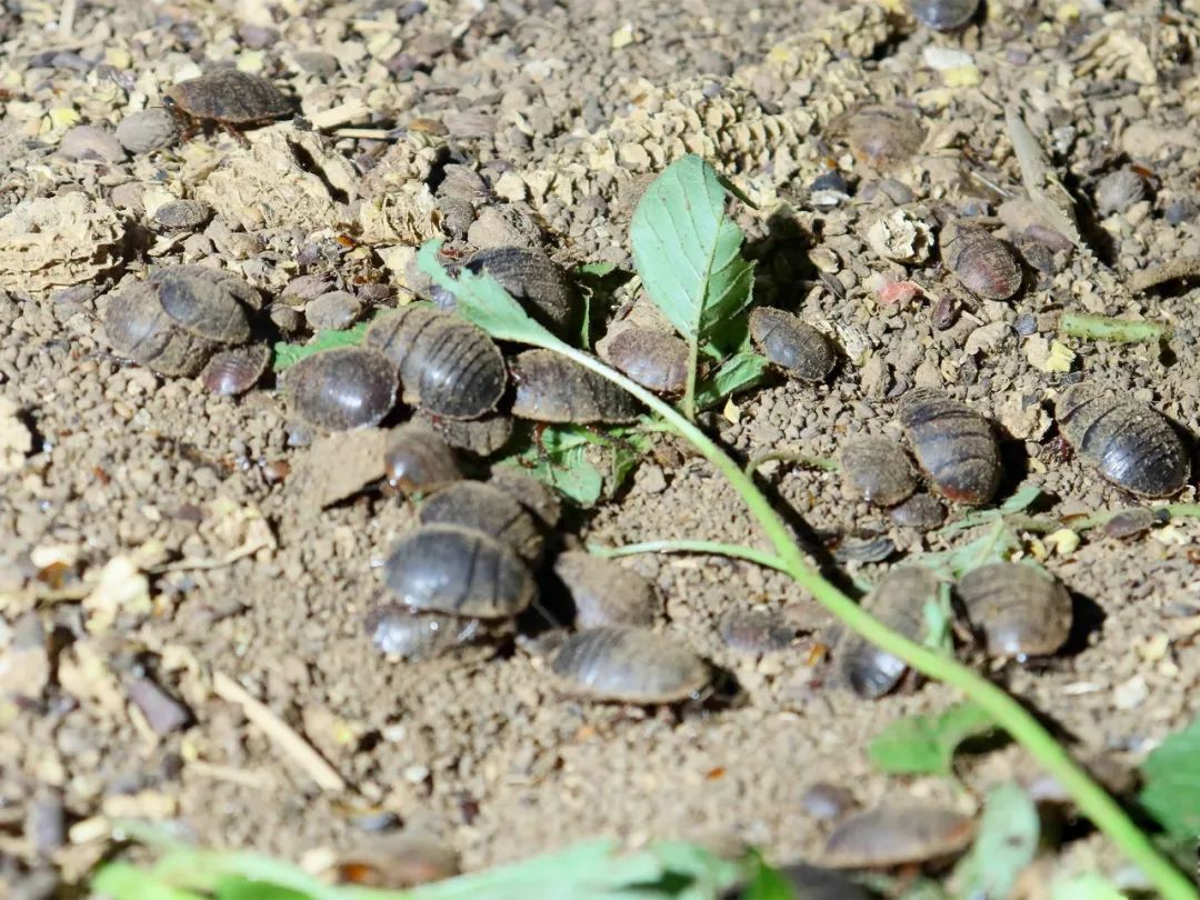 药用昆虫养殖致富_昆虫药材养殖_昆虫致富养殖药用价值高吗