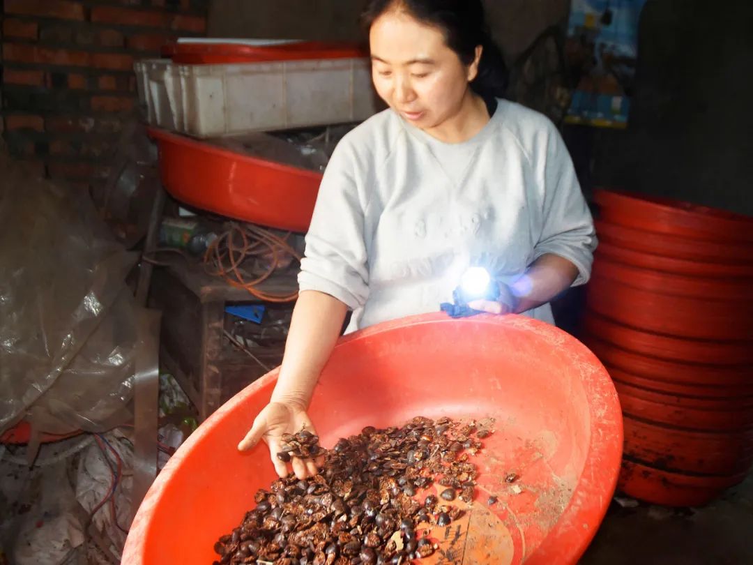 昆虫药材养殖_昆虫致富养殖药用价值高吗_药用昆虫养殖致富