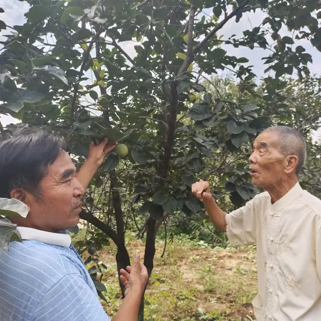 大量种植致富果树_致富果树种植大量土壤_致富果树种植大量种子