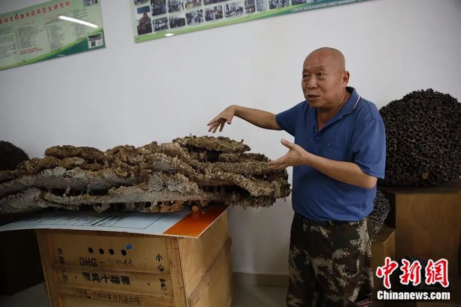 药用昆虫养殖项目_药用昆虫养殖致富_昆虫致富养殖药用什么