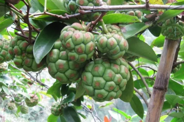 大量种植致富果树_果树种植致富经_致富果树种植大量果实