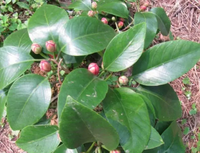 大量种植致富果树_致富果树种植大量果实_果树种植致富经