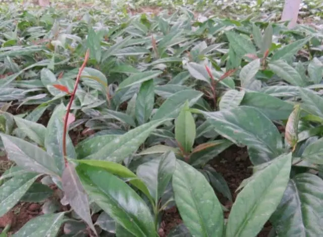 大量种植致富果树_致富果树种植大量果实_果树种植致富经