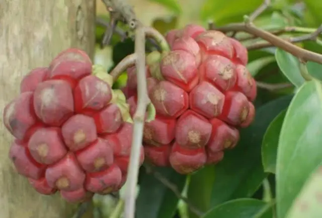 大量种植致富果树_果树种植致富经_致富果树种植大量果实