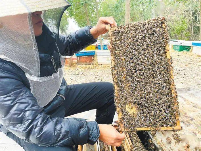 药用昆虫养殖项目_昆虫致富养殖药用配方大全_药用昆虫养殖致富