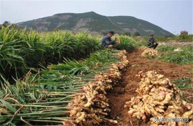 种植大肉姜整地视频_大肉姜种植致富_大肉姜种植亩产多少